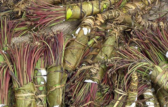 Bottes de miraa (variété kényane).