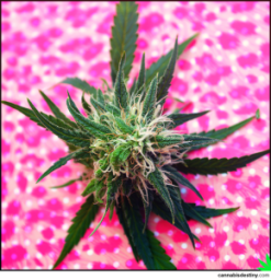 facebook/cannabisdestiny