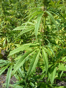 Hemp_plants-cannabis_sativa-single_3