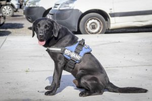 labradors-noirs-sont-majoritaires-dans-les-equipes