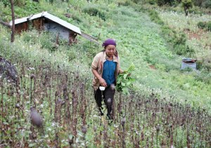 opium-poppy-cultivation-drugs-pekin-pekhon-shan-1-wa-lone