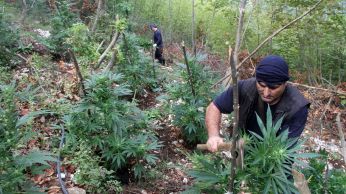 policiers-albanais-detruisent-un-champ-de-cannabis-dans-les-montagnes-pres-de-kruje-le-21-septembre-2016